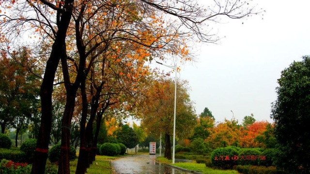 詩情畫意！秋冬之交一場雨 別樣周口落葉美