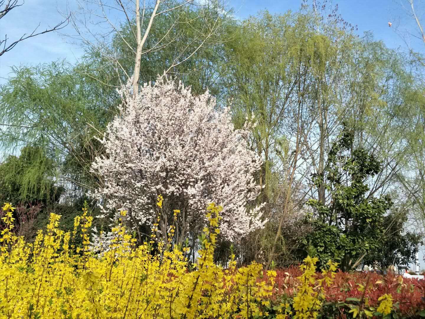 春天里，我們一起來看花