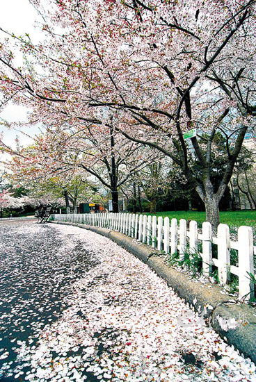 北方賞櫻名所———青島中山公園 北方賞櫻名所———青島中山公園