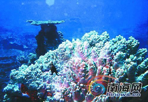 新浪旅游配圖:珊瑚之美 圖:南海網(wǎng)