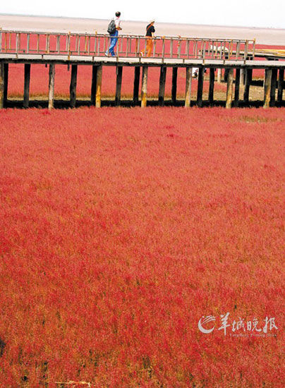遼寧盤錦紅海灘，面積達(dá)9萬畝